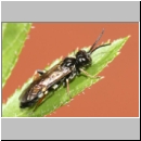 Allantus cinctus - Blattwespe 01a 6-7mm.jpg